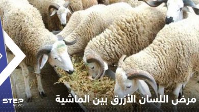 مرض اللسان الأزرق بين الماشية يظهر في بلد عربي.. والسلطات تتخذ إجراءات صارمة