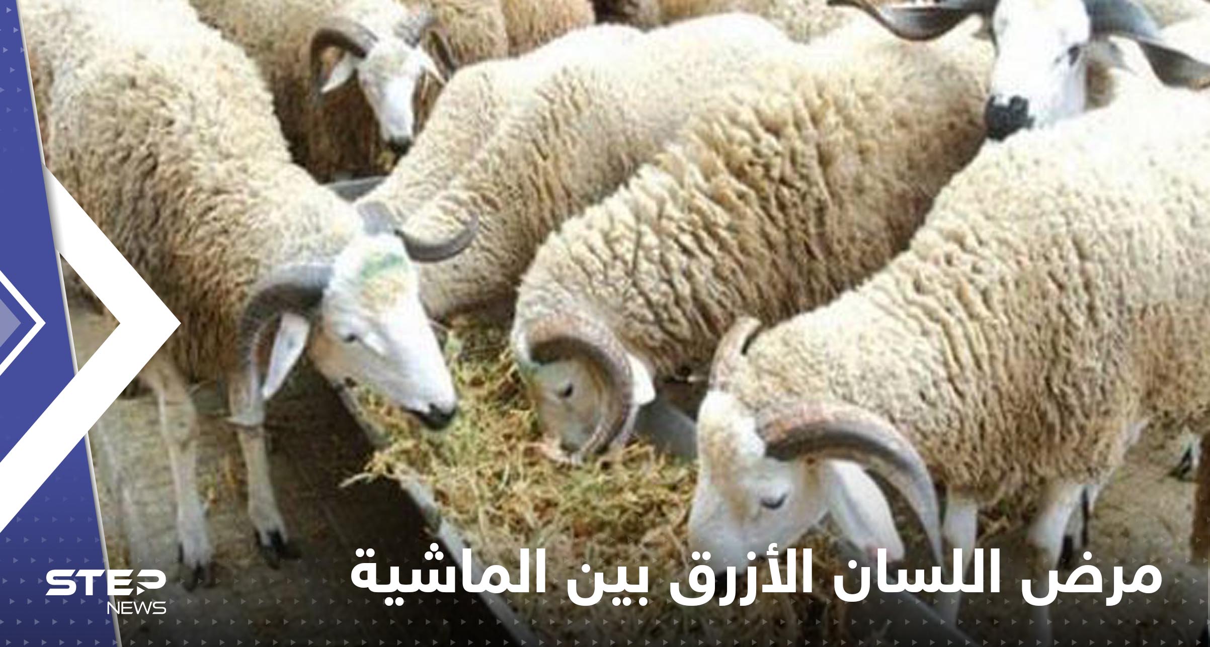 مرض اللسان الأزرق بين الماشية يظهر في بلد عربي.. والسلطات تتخذ إجراءات صارمة