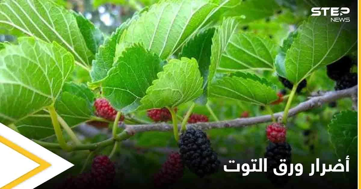 نصائح لمرضى السكري.. هذه الطريقة الأفضل لاستخدام ورق التوت